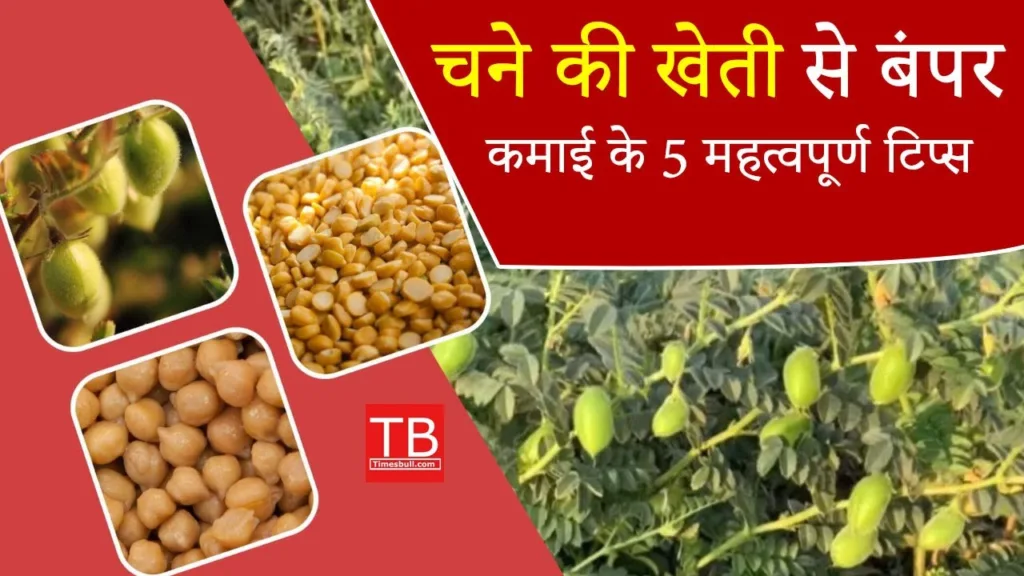 5 tips to make huge profit from gram farming know how