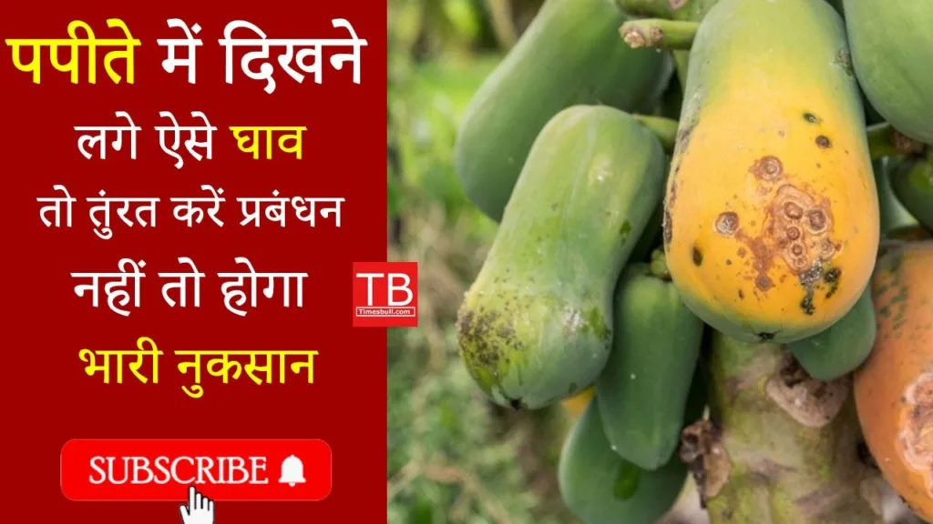 Papaya farming warning: Do this work quickly or else all your hard work will go waste