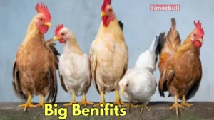 Featured image for: Profitable Business Idea - Earn Big with Poultry Farming, Do you know how? in Business category
