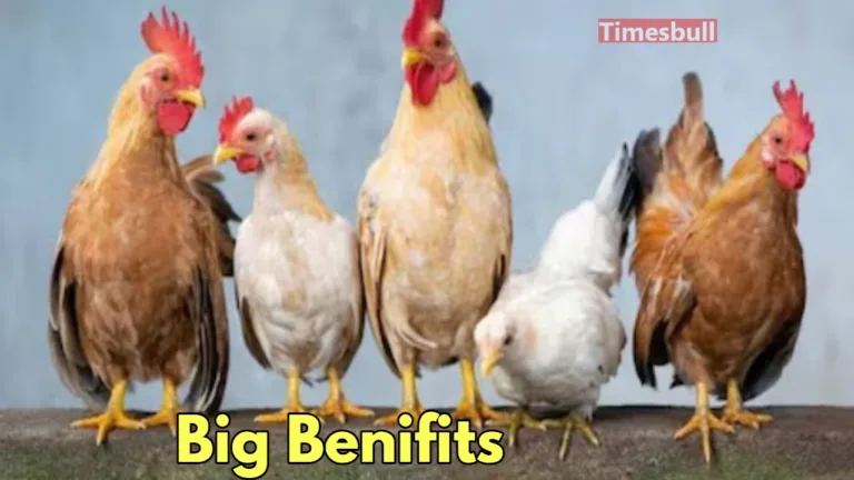 Profitable Business Idea – Earn Big with Poultry Farming, Do you know how?