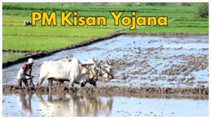 Featured image for: When will the 19th installment of PM Kisan come? Know how to check status step by step  in Business category