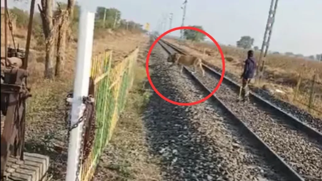 Forest Department Guard Chases Lion Away from Railway Tracks with a Stick, Watch Video