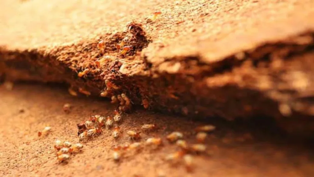 Vastu Tips: Know if termites in the door are auspicious or inauspicious!