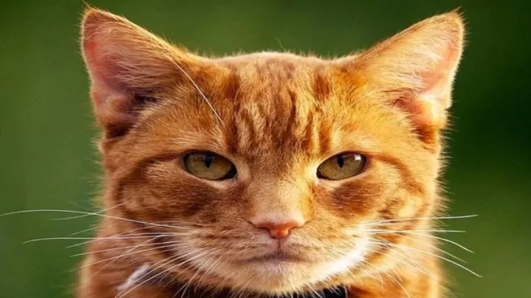 Vastu Tips: Know if a cat crossing your path is auspicious or inauspicious!