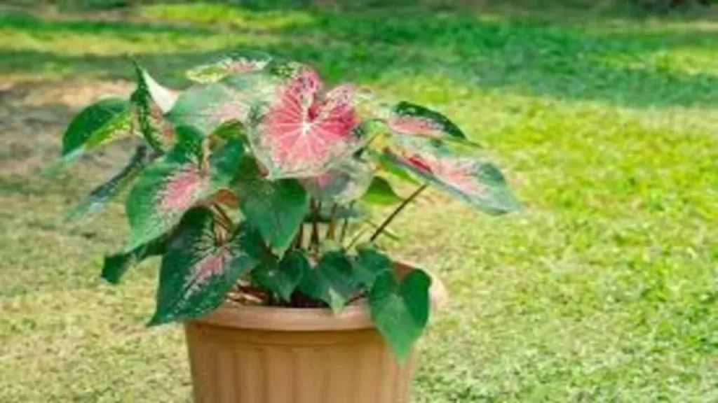 Vastu Tips For Plants: Having these plants in the house makes Maa Lakshmi and Kuber angry