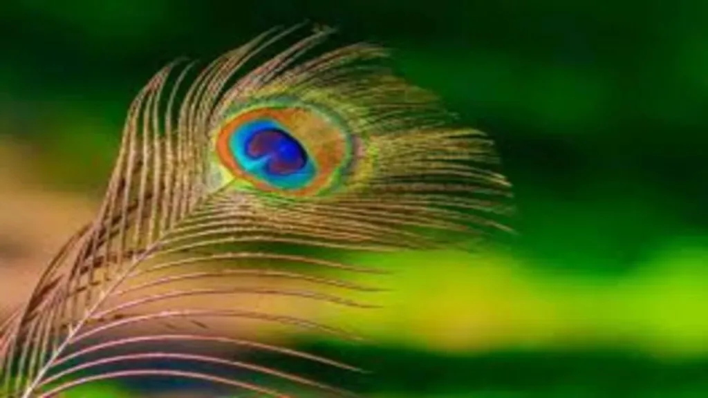 Vastu Tips: Place a peacock feather in this direction of the house, you will always receive blessings from Vasudev ji!