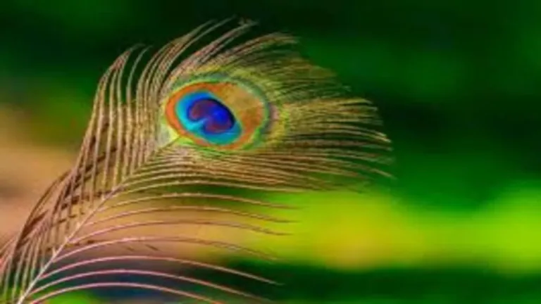 Vastu Tips: Place a peacock feather in this direction of the house, you will always receive blessings from Vasudev ji!