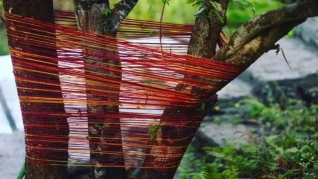 Plants Vastu Tips: Tie Kalawa on these 3 plants, you will not face any problem throughout your life