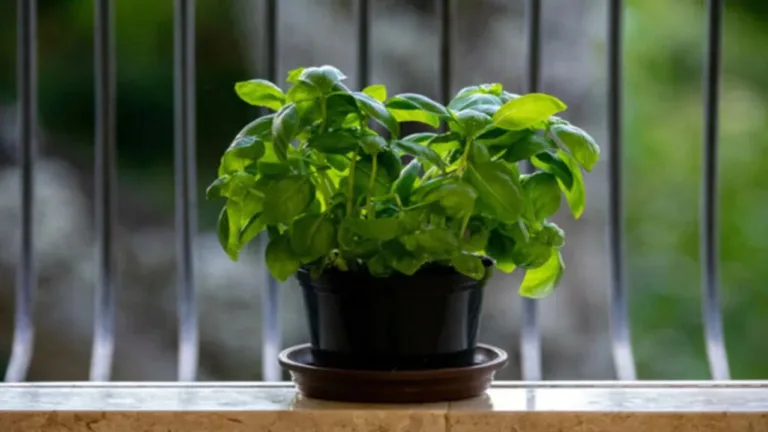 Tulsi Vastu Tips: Do not keep this one thing near Tulsi ji, you will become completely poor!