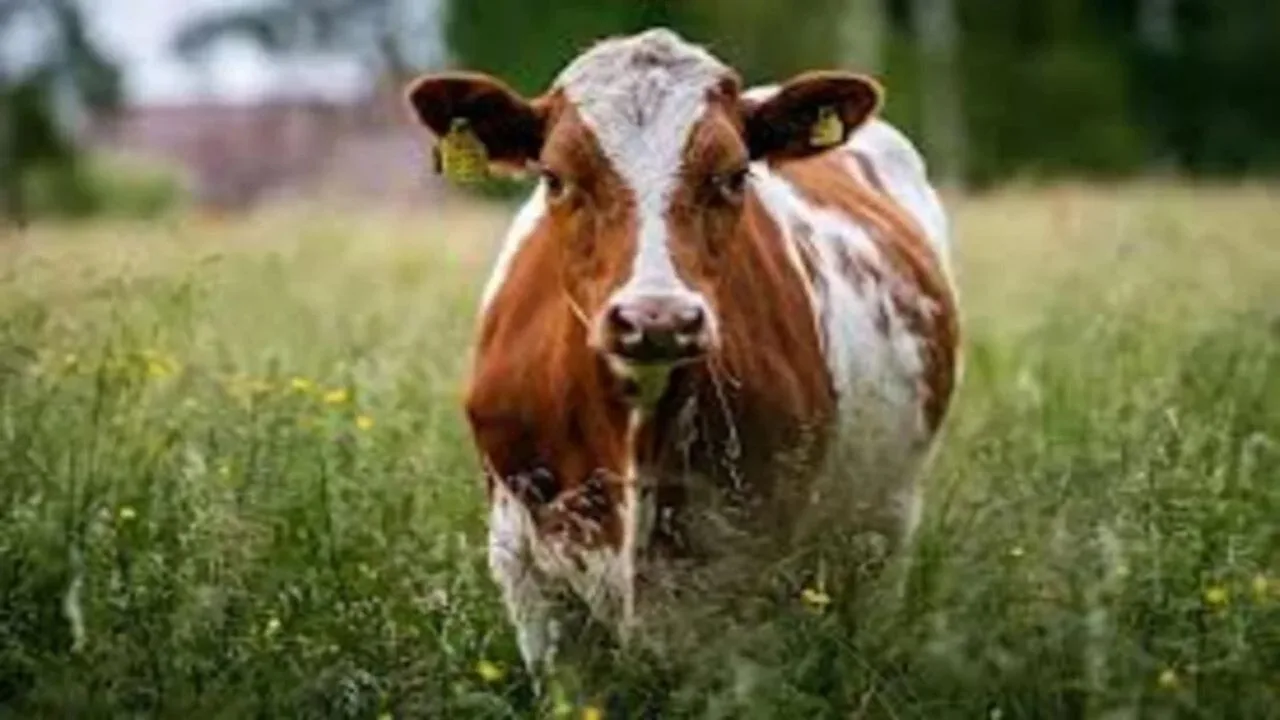 Feeding roti to a cow...