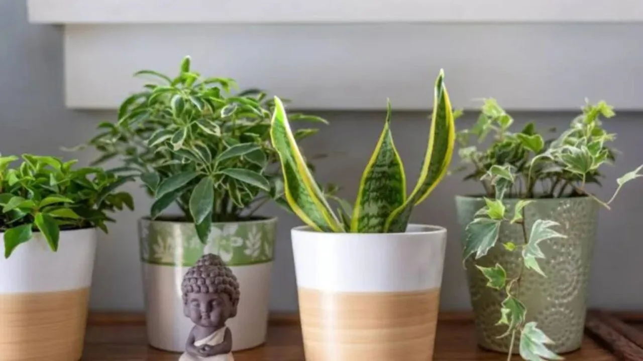 Plants Vastu Tips: Just