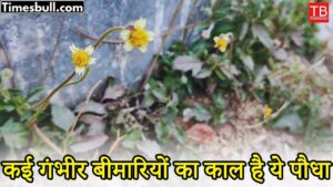 Health benefits of ghamra herb: This yellow flowering plant is the cure for many diseases