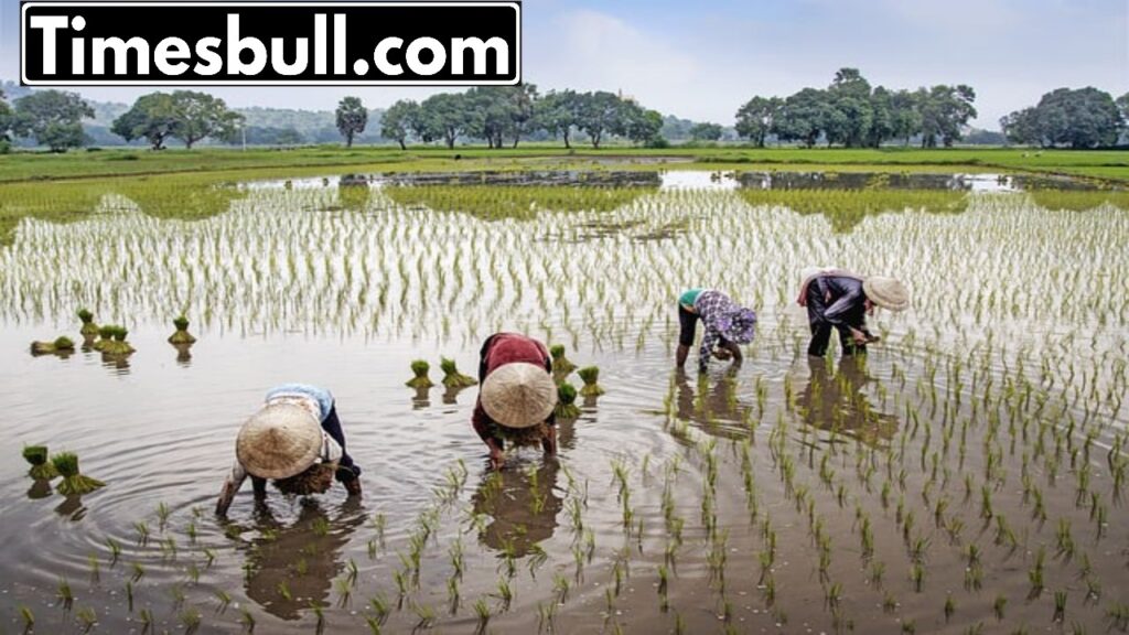 Very good news for farmers! The number of commodities on the e-NAM platform reached 231