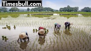 Featured image for: Very good news for farmers! The number of commodities on the e-NAM platform reached 231 in Business category