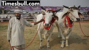 Featured image for: How to apply for loan to buy cow-buffalo through Kisan Credit Card? Know everything in Business category